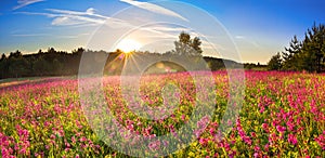 Spring landscape with flowering meadow,forest and sunrise