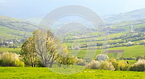 Spring landscape: Flowering slopes of the Carpathi