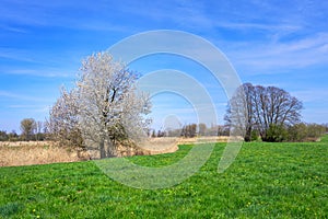 Spring landscape with a flowering tree