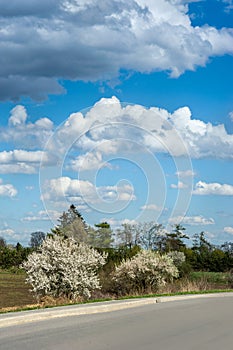 spring landscape with flowering trees near road