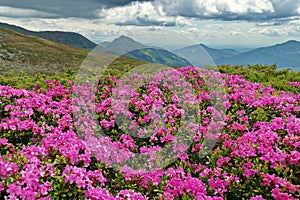 Spring landscape. Flowers carpet with Rhododendron bloomed at high altitude - Rodnei Mountains, landmark attraction in Romania