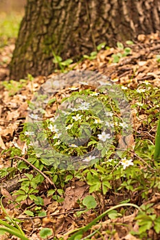 Spring landscape with flowers in the forest