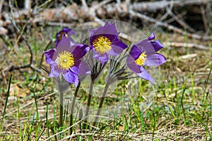 Spring landscape. Flowers growing in the wild. Spring flower Pulsatilla. Common names include pasque flower or pasqueflower, wind