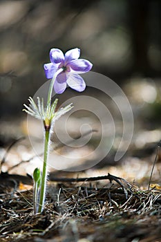 Spring landscape. Flowers growing in the wild. Spring flower Pulsatilla. Common names include pasque flower or pasqueflower, wind