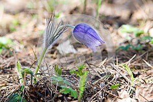 Spring landscape. Flowers growing in the wild. Spring flower Pulsatilla. Common names include pasque flower or pasqueflower, wind