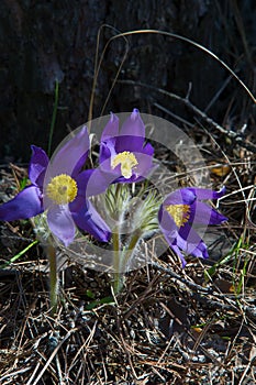 Spring landscape. Flowers growing in the wild. Spring flower Pulsatilla. Common names include pasque flower or pasqueflower, wind