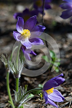 Spring landscape. Flowers growing in the wild. Spring flower Pulsatilla. Common names include pasque flower or pasqueflower, wind