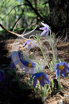 Spring landscape. Flowers growing in the wild. Spring flower Pulsatilla. Common names include pasque flower or pasqueflower, wind