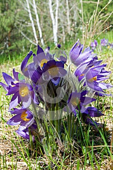 Spring landscape. Flowers growing in the wild. Spring flower Pulsatilla. Common names include pasque flower or pasqueflower, wind