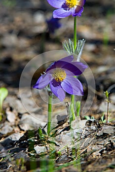 Spring landscape. Flowers growing in the wild. Spring flower Pulsatilla. Common names include pasque flower or pasqueflower, wind
