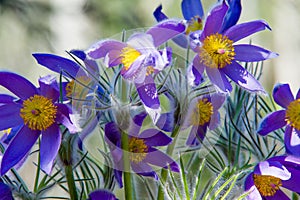 Spring landscape. Flowers growing in the wild. Spring flower Pulsatilla. Common names include pasque flower or pasqueflower, wind