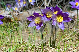 Spring landscape. Flowers growing in the wild. Spring flower Pulsatilla. Common names include pasque flower or pasqueflower, wind