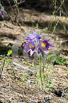 Spring landscape. Flowers growing in the wild. Spring flower Pulsatilla. Common names include pasque flower or pasqueflower, wind