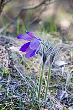 Spring landscape. Flowers growing in the wild. Spring flower Pulsatilla. Common names include pasque flower or pasqueflower, wind