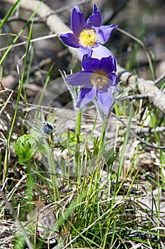 Spring landscape. Flowers growing in the wild. Spring flower Pulsatilla. Common names include pasque flower or pasqueflower, wind