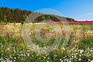 Spring landscape with flowers on a meadow and sunset