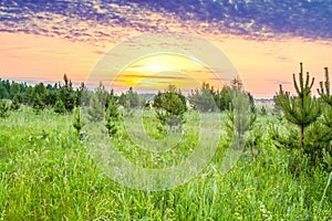 Spring landscape with forest and meadow at sunrise