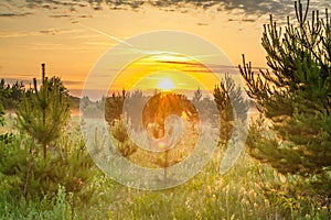 Spring landscape with forest and meadow at sunrise