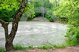 Spring landscape with forest pond covered with tina photo