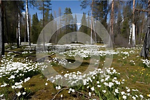 Spring landscape in the forest with white flowers. Neural network AI generated