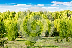 Spring landscape. Forest with young bright green foliage in the trees against the blue sky and bright sun