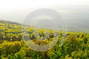 Spring landscape with fresh green forest