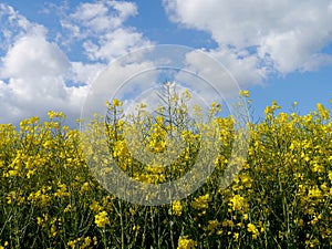 Spring landscape germany fields summer sun