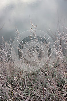 Spring landscape with gray dry grass and river with clouds reflection