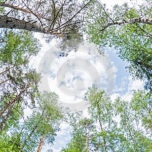 Spring landscape of Green crown of trees against the sky. View of the sky through the trees from below