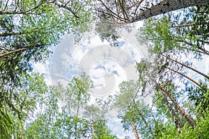 Spring landscape of Green crown of trees against the sky. View of the sky through the trees from below