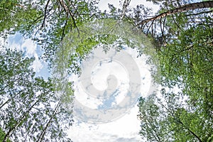 Spring landscape of Green crown of trees against the sky. View of the sky through the trees from below