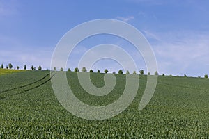 Spring landscape. Green fields and meadows with blue sky and white clouds