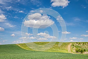 Spring landscape with green fields under amazing blue sky