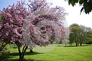 Spring landscape with green grass and pink flowering crabapple trees