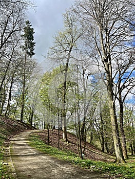 Spring landscape with green grass and trees in the park
