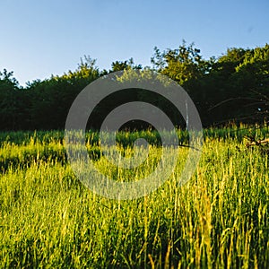 Spring landscape  green grass  wild flowers bloom. Time before sunset