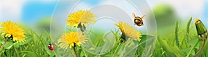 Spring landscape. Green grass and yellow dandelions. 3d vector panorama