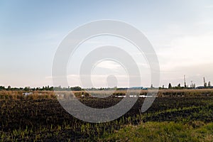 Spring landscape with green new sprout of reeds on burnt ground of marsh, wetlands after nature fire. Drought, climate change