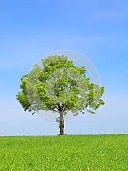 Spring landscape - green tree