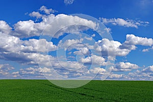 Spring landscape: green wheat field and blue sky with fluffy clouds. Beautiful background