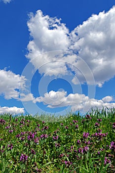 Spring landscape: green wheat field and blue sky with fluffy clouds. Beautiful background