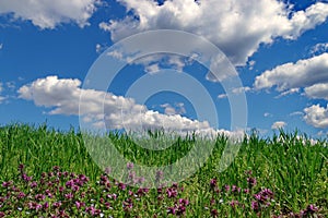 Primavera verde grano un cielo blu soffice nuvole. bellissimo 