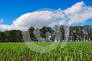 Spring landscape. Green wheat field in spring. Agriculture. Green grass, trees on the horizon blue sky. Sunny bright day