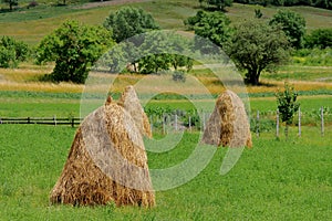 Spring landscape. Haystacks in a green meadow