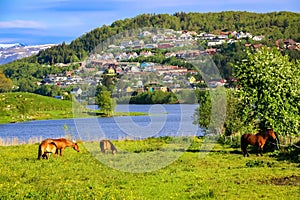 Spring Landscape with Horses Eating Grass in A Green Meadow by A Lake in The Sunlight