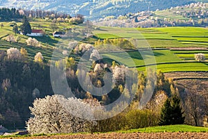 Jarní krajina v Hriňové na Slovensku. Bílé květy stromů