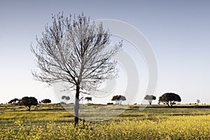 Spring landscape Isolated tree, yellow flowers, blue sky.
