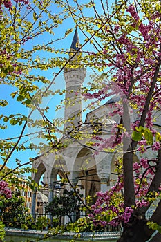The Spring Landscape in Istanbul