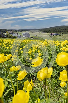 Spring landscape with Jizerka near Korenov, Northern Bohemia, Czech Republic