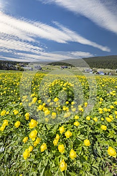 Spring landscape with Jizerka near Korenov, Northern Bohemia, Czech Republic